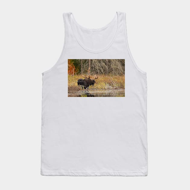 Smiling Moose, Algonquin park Tank Top by Jim Cumming